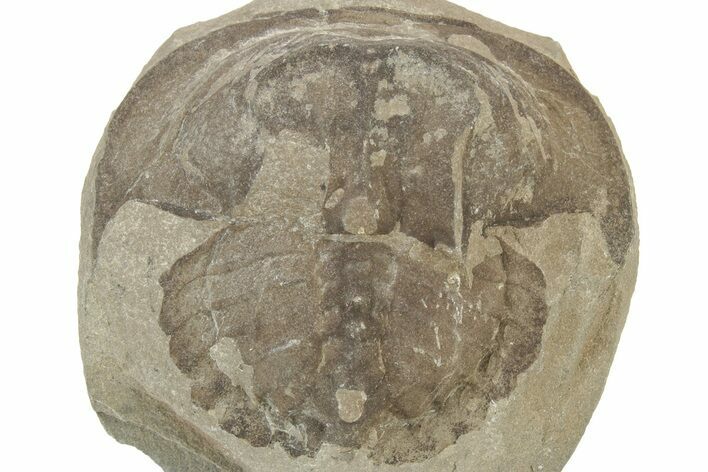 Rare, Carboniferous Horseshoe Crab (Euproops) - England #231957